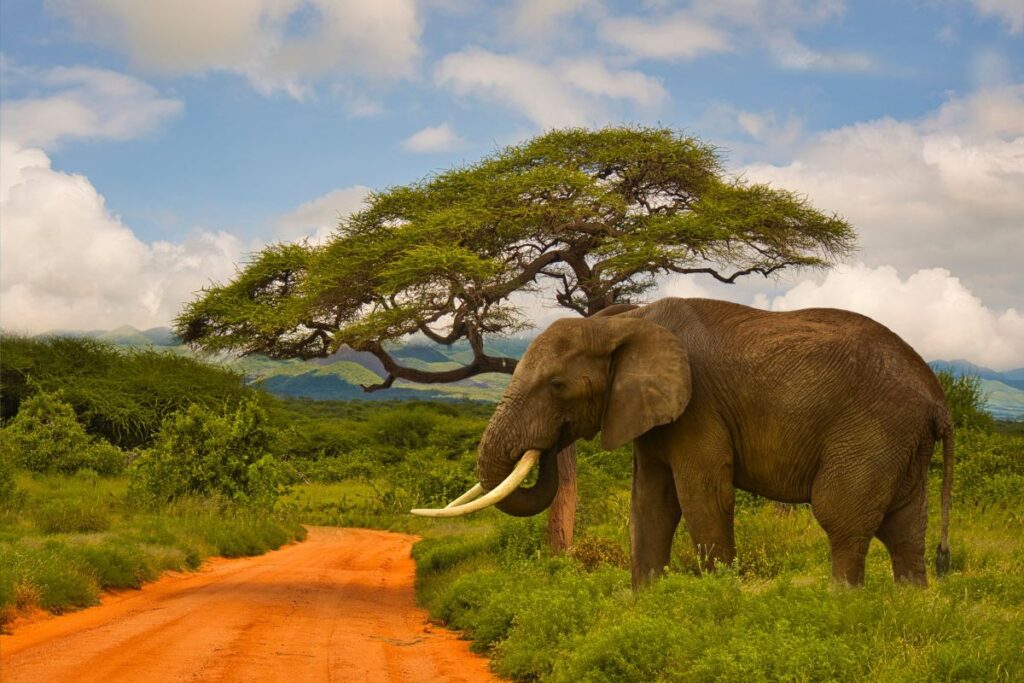 5 Day Tanzania Iconic Parks