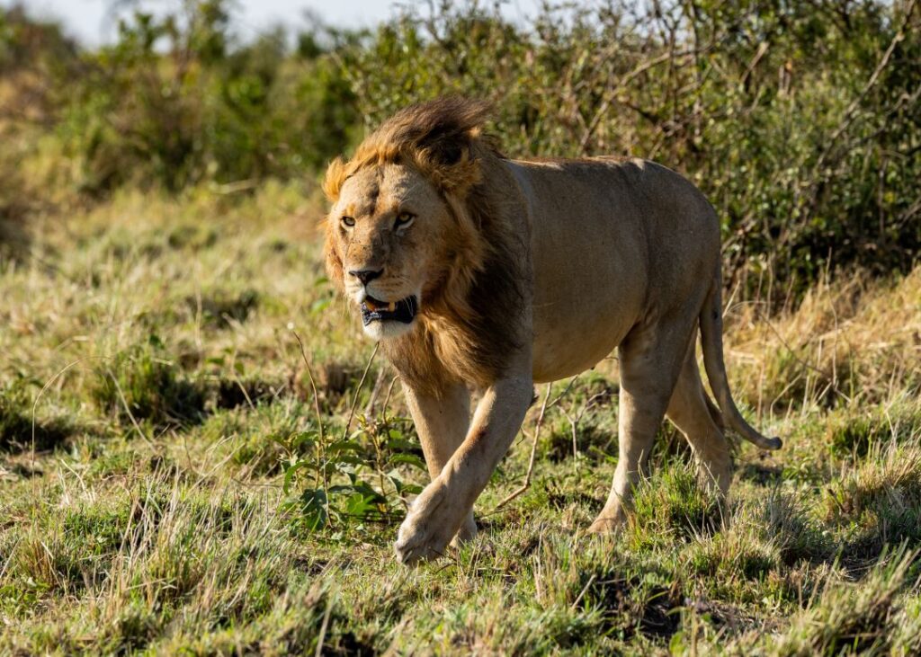 A lion in Maasai Mara Game Reserve