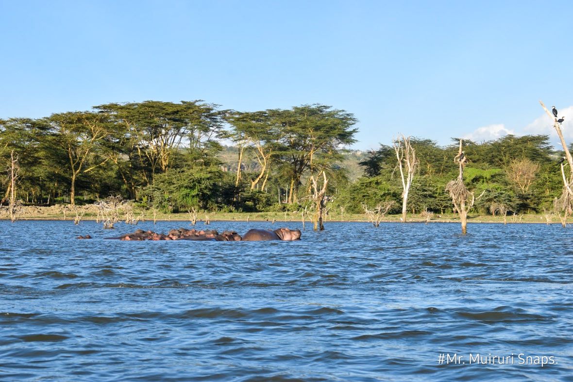 A pod of hippos wallowing in water in Lake Naivasha
