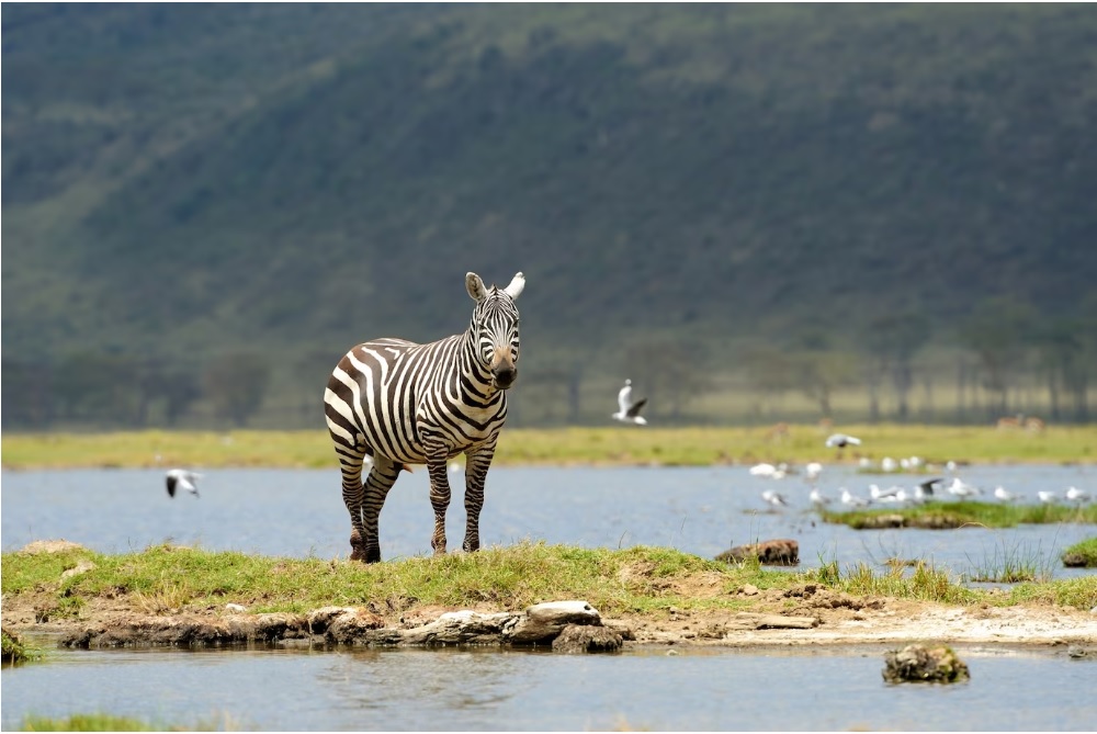 A zebra in Lake Nakuru national park