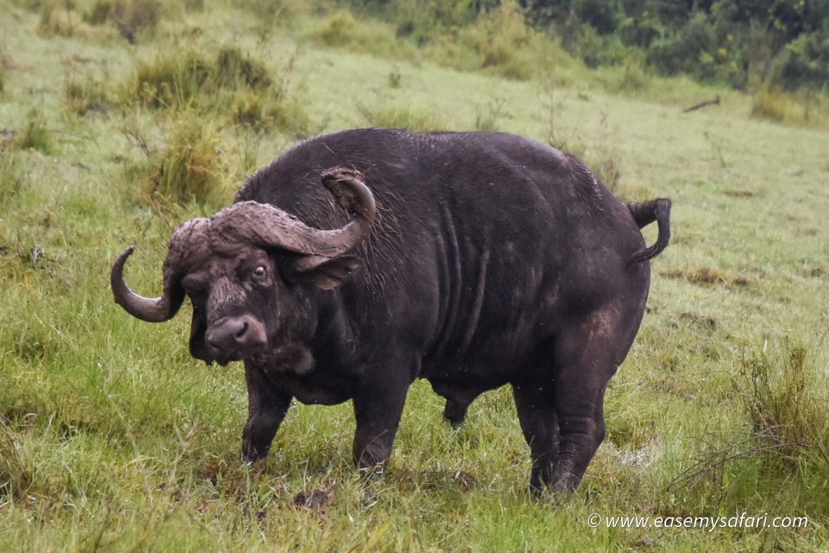 Buffalo in Nairobi National Park