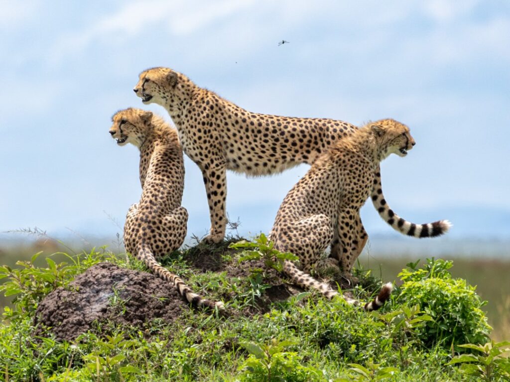 Cheetah in Maasai Mara National Park
