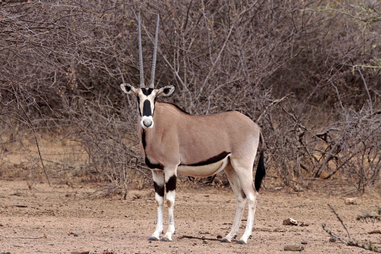 Common beisa oryx (Oryx Beisa Beisa)