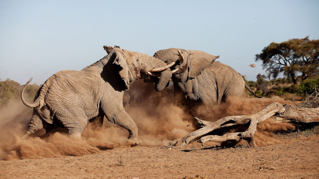 Elephant bulls fighting in Amboseli National Park