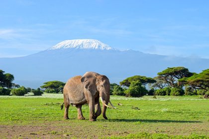 an Elephant in Amboseli with Mount Kilimanjaro in the background
