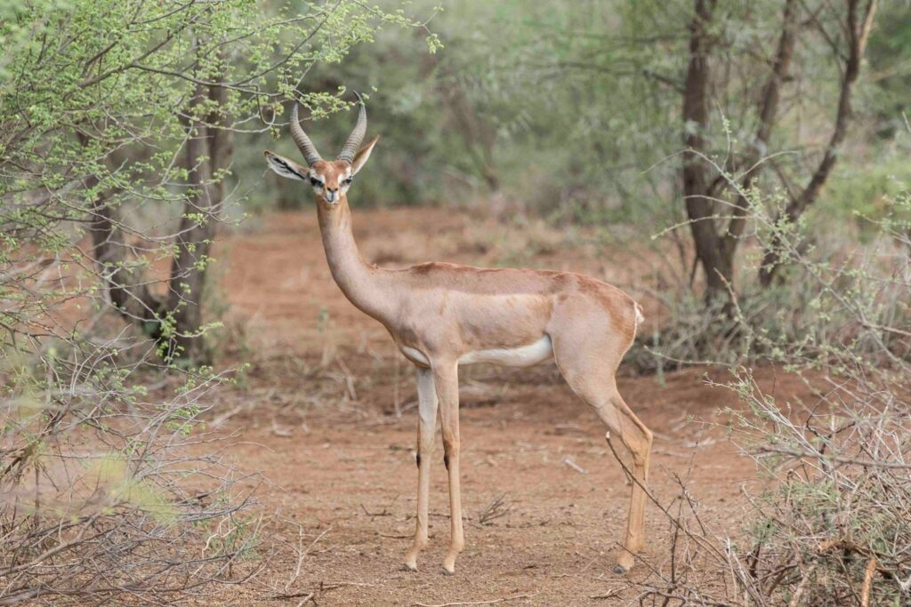 Gerenuk: One of Samburu Special five