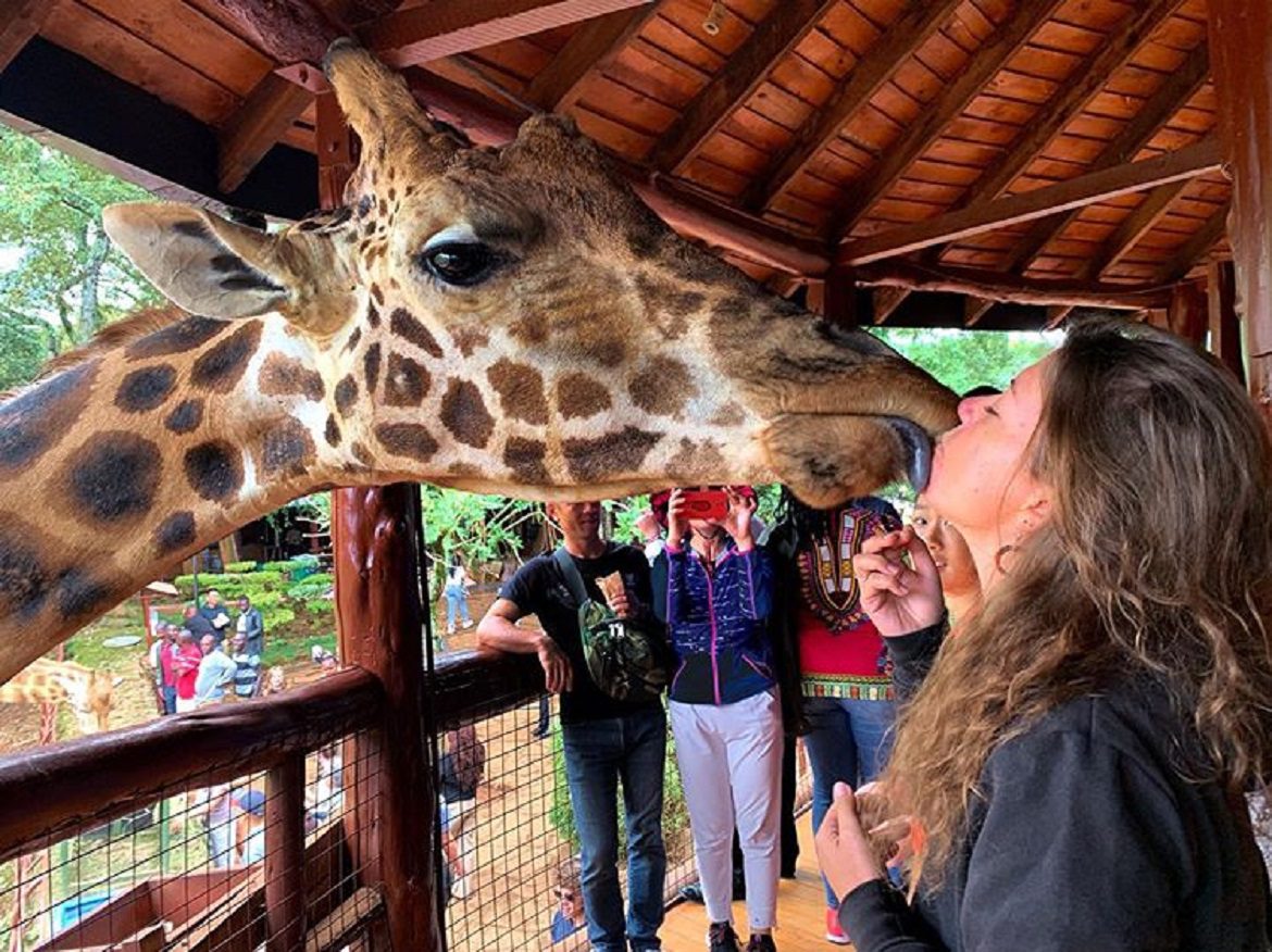 Nairobi National Park Giraffe Centre And Bomas Of Kenya Excursion Ease