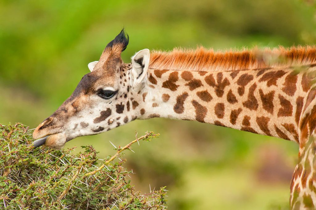 Giraffe at Crescent Island Game Sanctuary in Naivasha