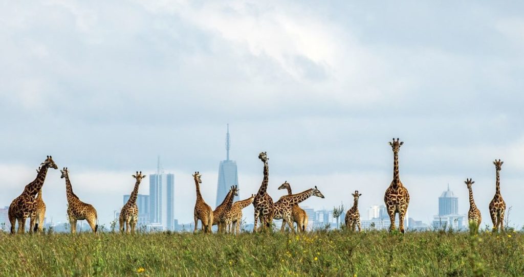 Giraffes strolling within metres of the skyscrapers in Nairobi by Paras Chandaria