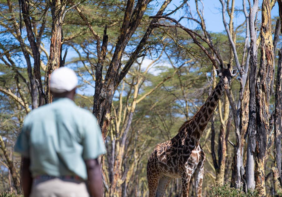 Guided walking safari in Crescent Island Game Sanctuary in Naivasha