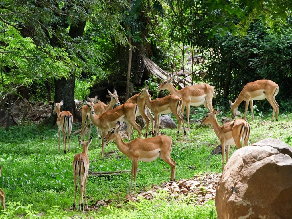 Kisumu-impala-sanctuary