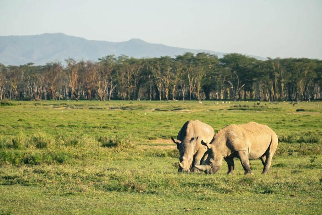 Rhinos grazing at Lake Nakuru National Park