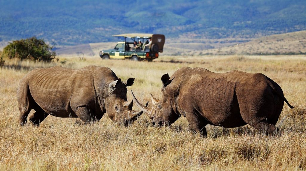 Game drive in Lewa Conservancy