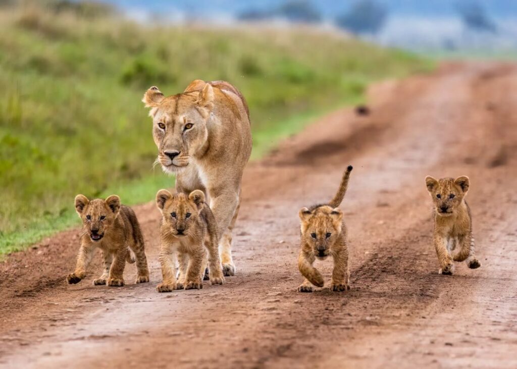 Lioness and her Cubs in Maasai Mara Game Reserve
