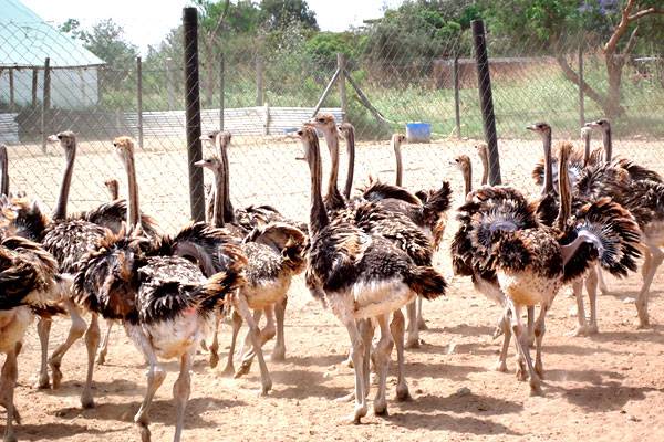 Maasai Ostrich Farm Tour