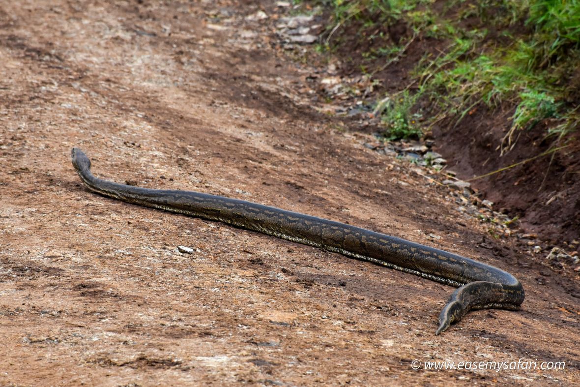Nairobi National Park Phython crossing the road