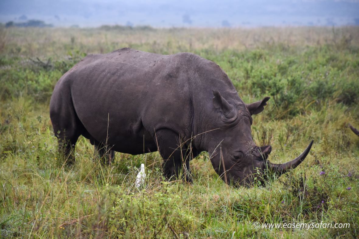 A white rhino in Nairobi National Park