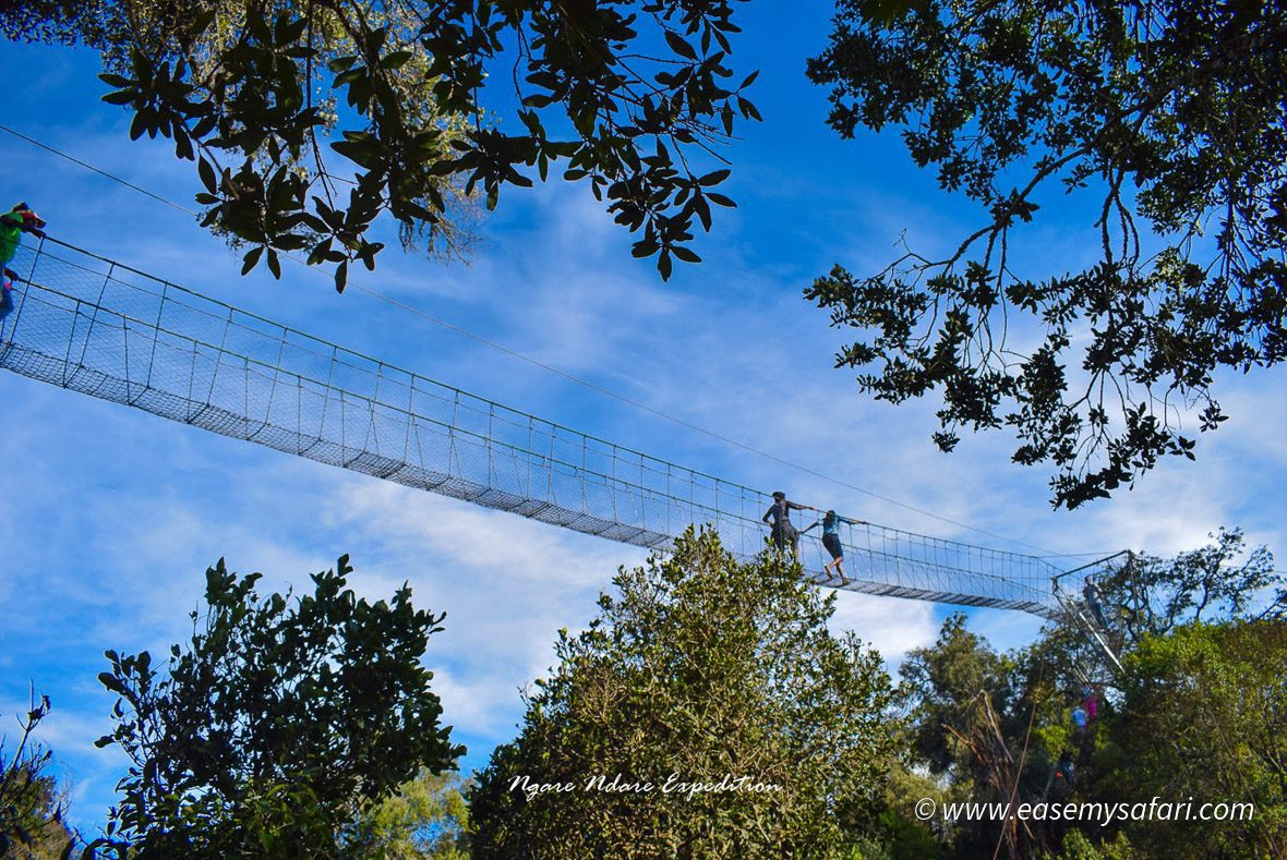 Ngare Ndare Forest Reserve Canopy Walk