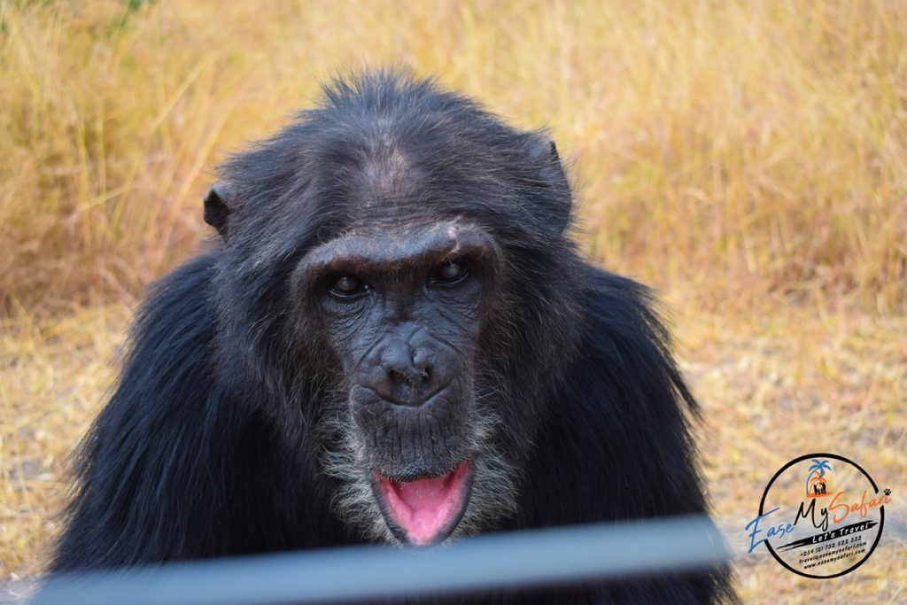 Max the chimp at Ol Pejeta conservancy