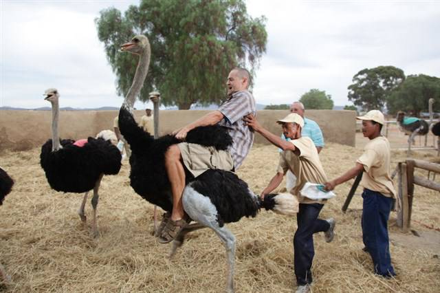 Ostrich Ride in Maasai Ostrich Farm