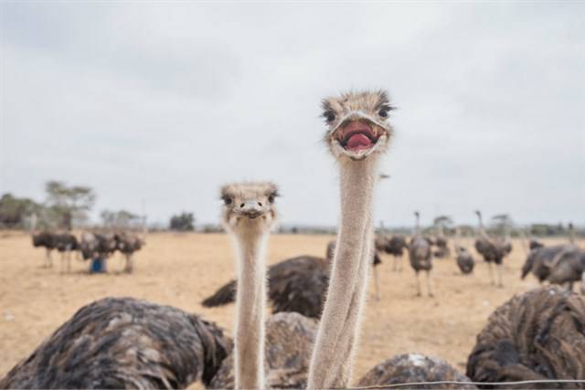 Ostriches at Maasai Ostrich Farm