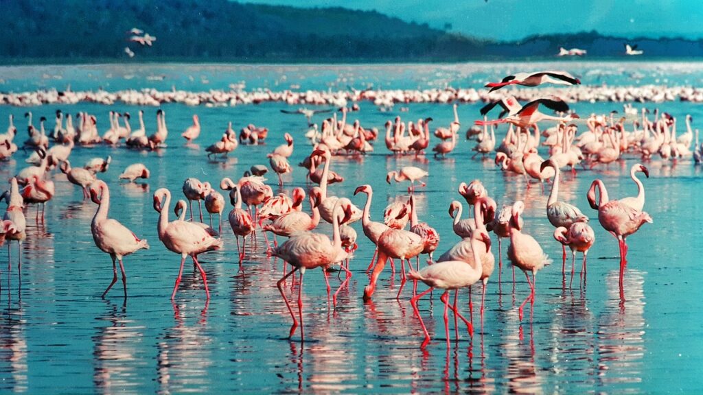 Flock of Pink flamingos in Lake Nakuru