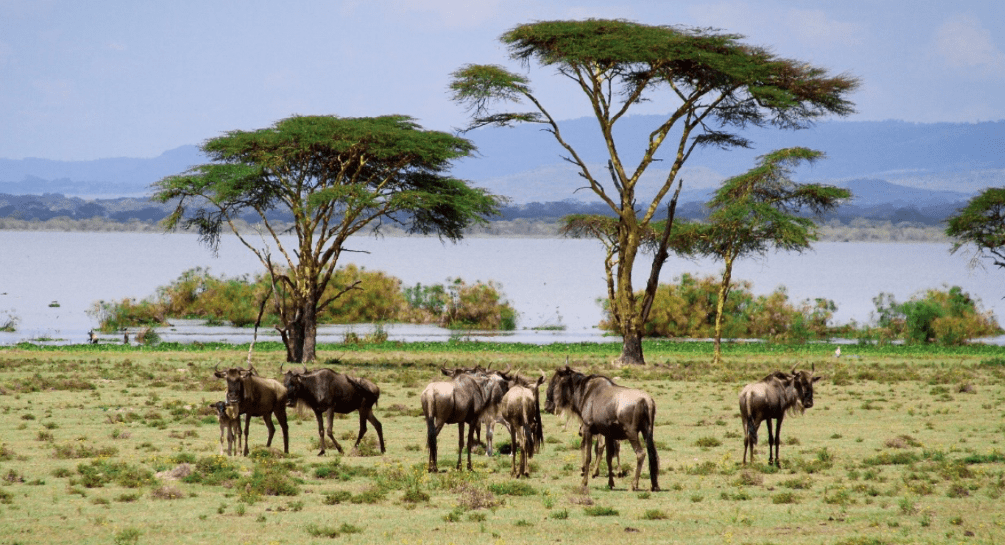 Wildebeest at Crescent Island Game Sanctuary, Lake Naivasha