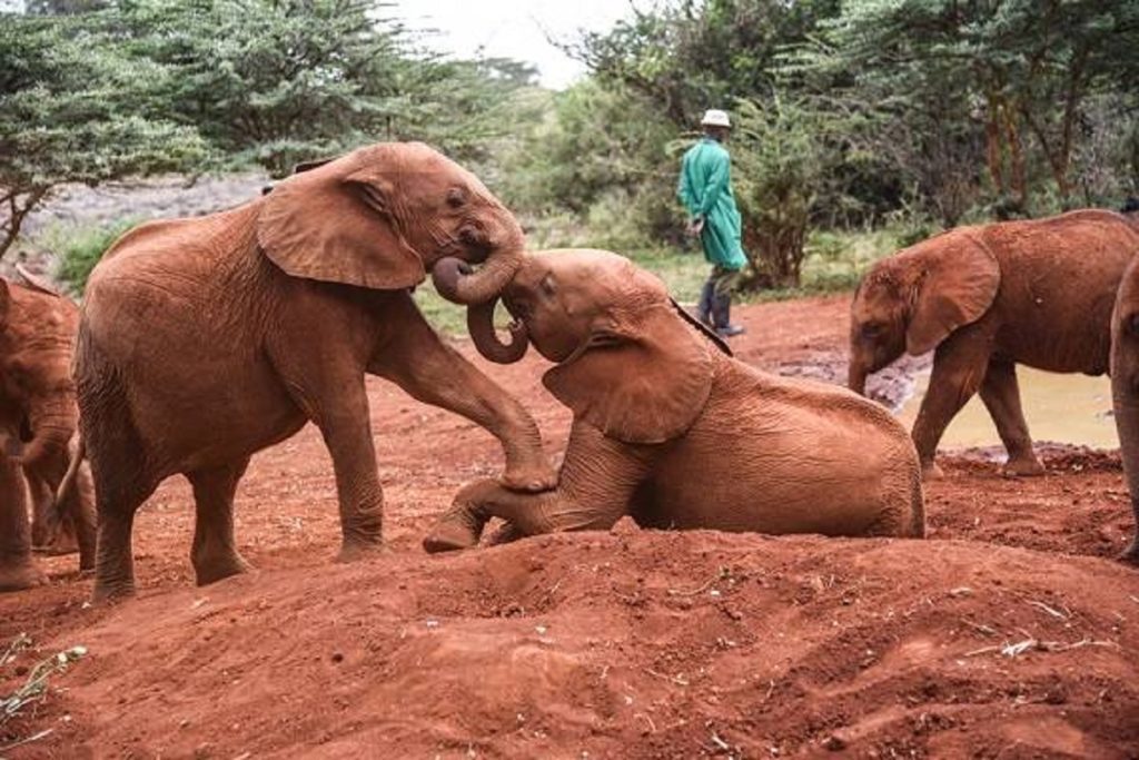 Sheldrick Wildlife Trust close to Nairobi National Park