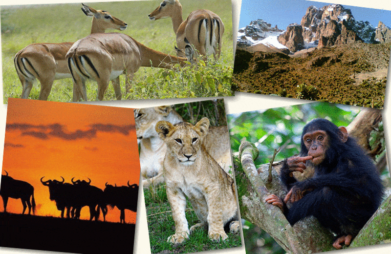 Best Wildlife safaris in Kenya, Amboseli, Ol Pejeta, Tsavo, Samburu, National Parks, Best Safari in Kenya, Game Drives, Wildebeest Migration in Maasai Mara, Serengeti National Park,Best Travel Destinations in East Africa