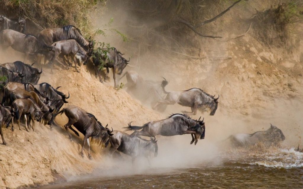 Witness the majestic Great Wildebeest Migration, one of nature's greatest spectacles.