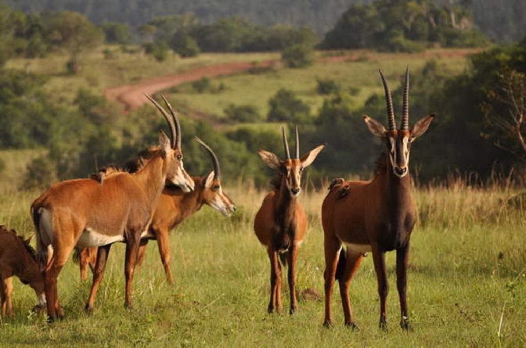 shimba-hills-kenya-antelope-