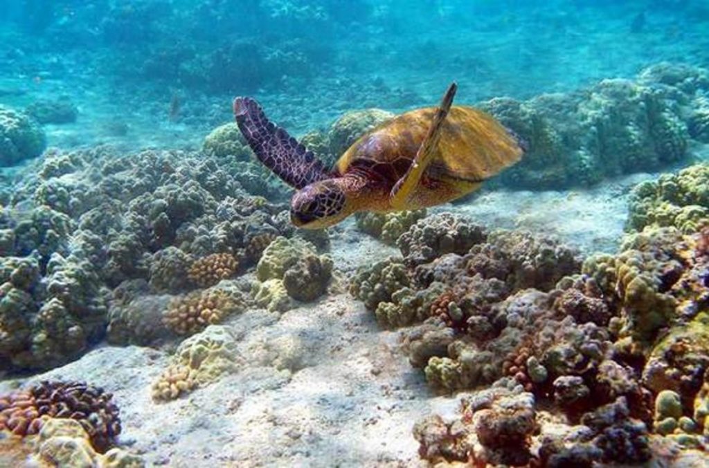 watamu-national-marine-park-kenya- turtle