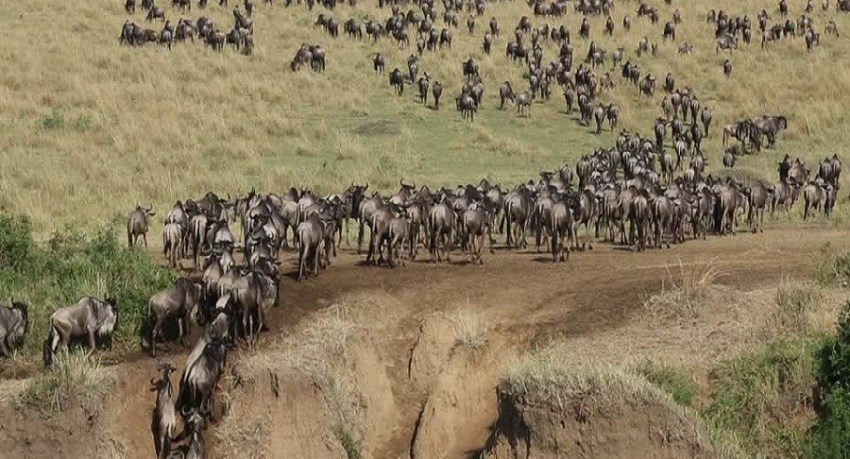 Wildebeest migration Safari in Kenya, where millions of wildebeest and other wildlife brave the crocodile-infested waters of the Mara River